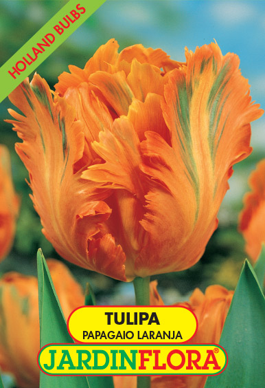 Tulipa Papagaio Laranja S/5