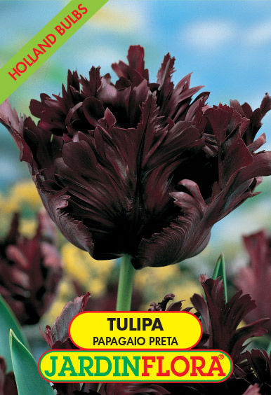 Tulipa Papagaio Preta S/5