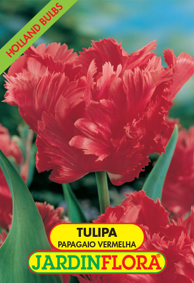 Tulipa Papagaio Vermelha S/5