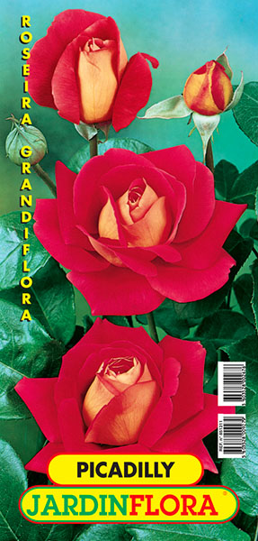 ROSEIRA PICADILLY S/1