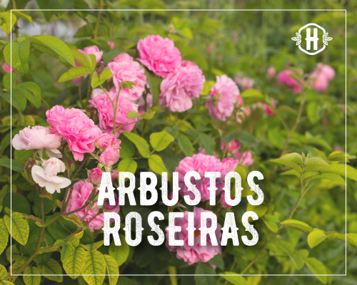 ARBUSTOS/ROSEIRAS