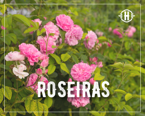 Roseiras