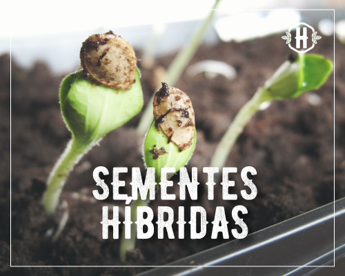 Sem.Hibridas