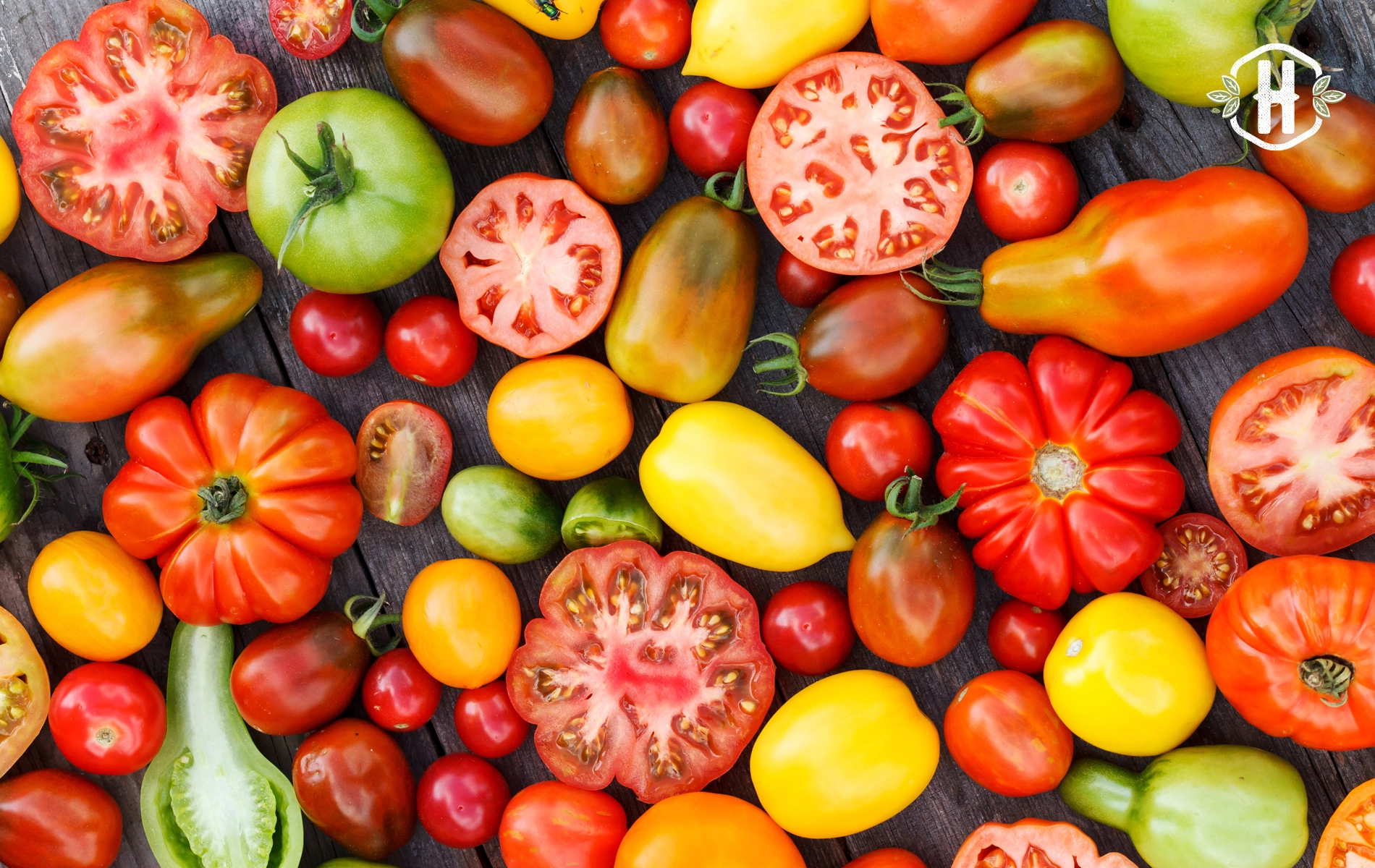 Destaque de Janeiro: falemos sobre o tomate!