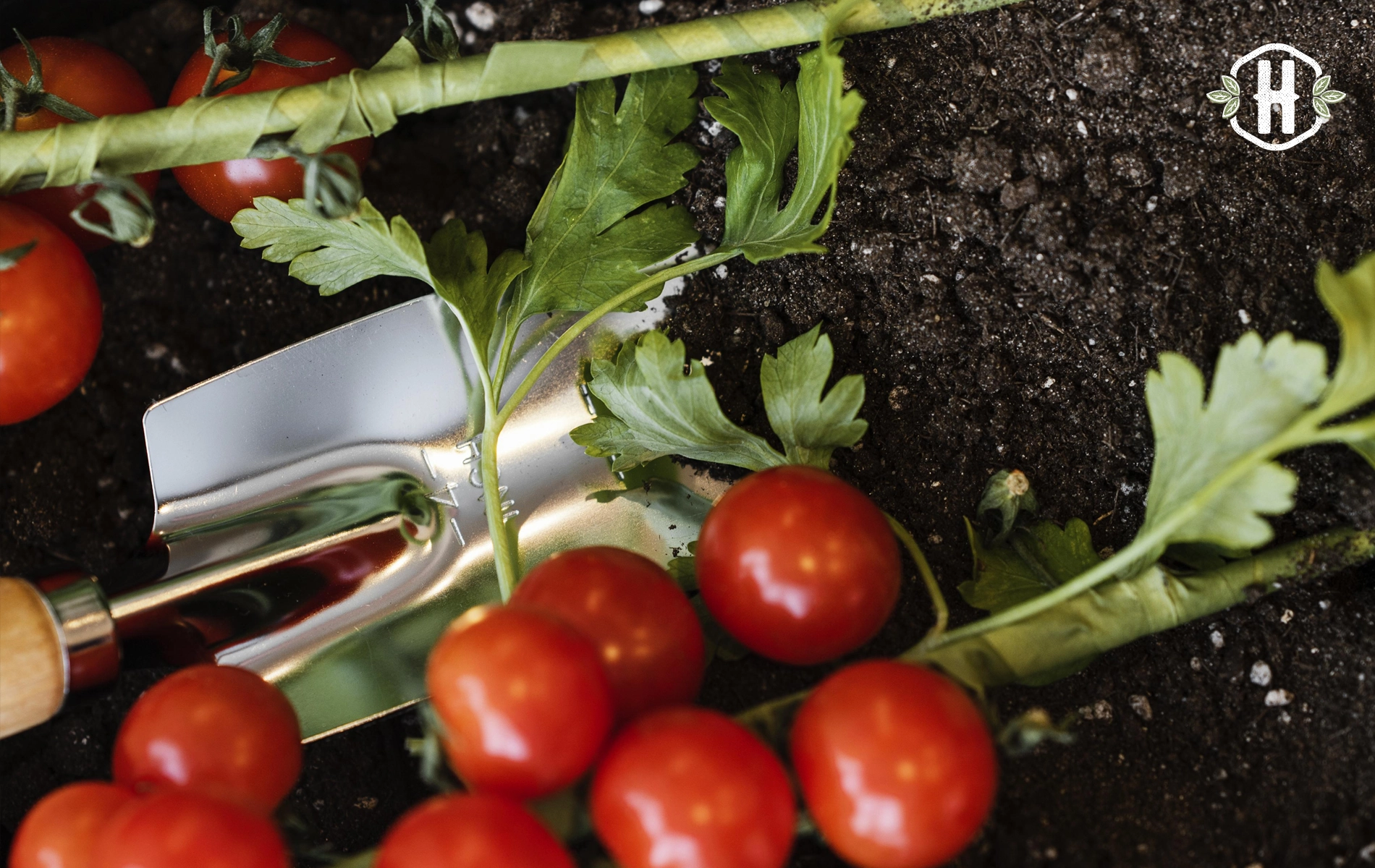 Destaque de Janeiro: dicas de cultivo para o tomate