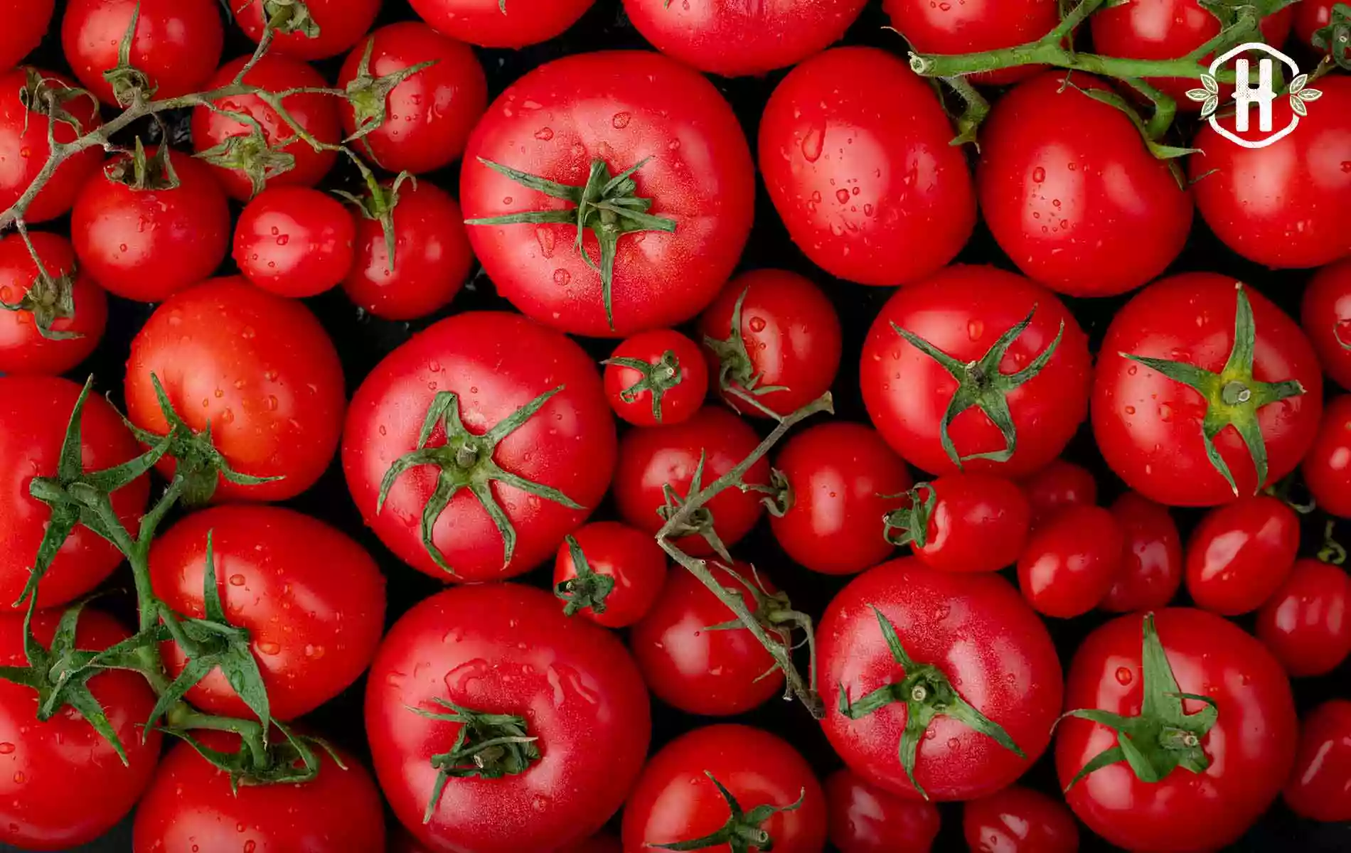 Destaque de Fevereiro: falemos sobre o tomate!