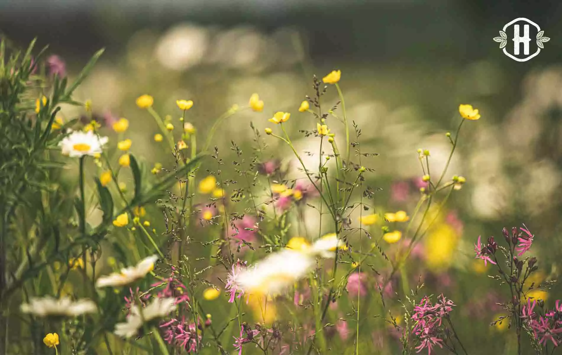 Ideia de atividade com crianças: crie um herbário!