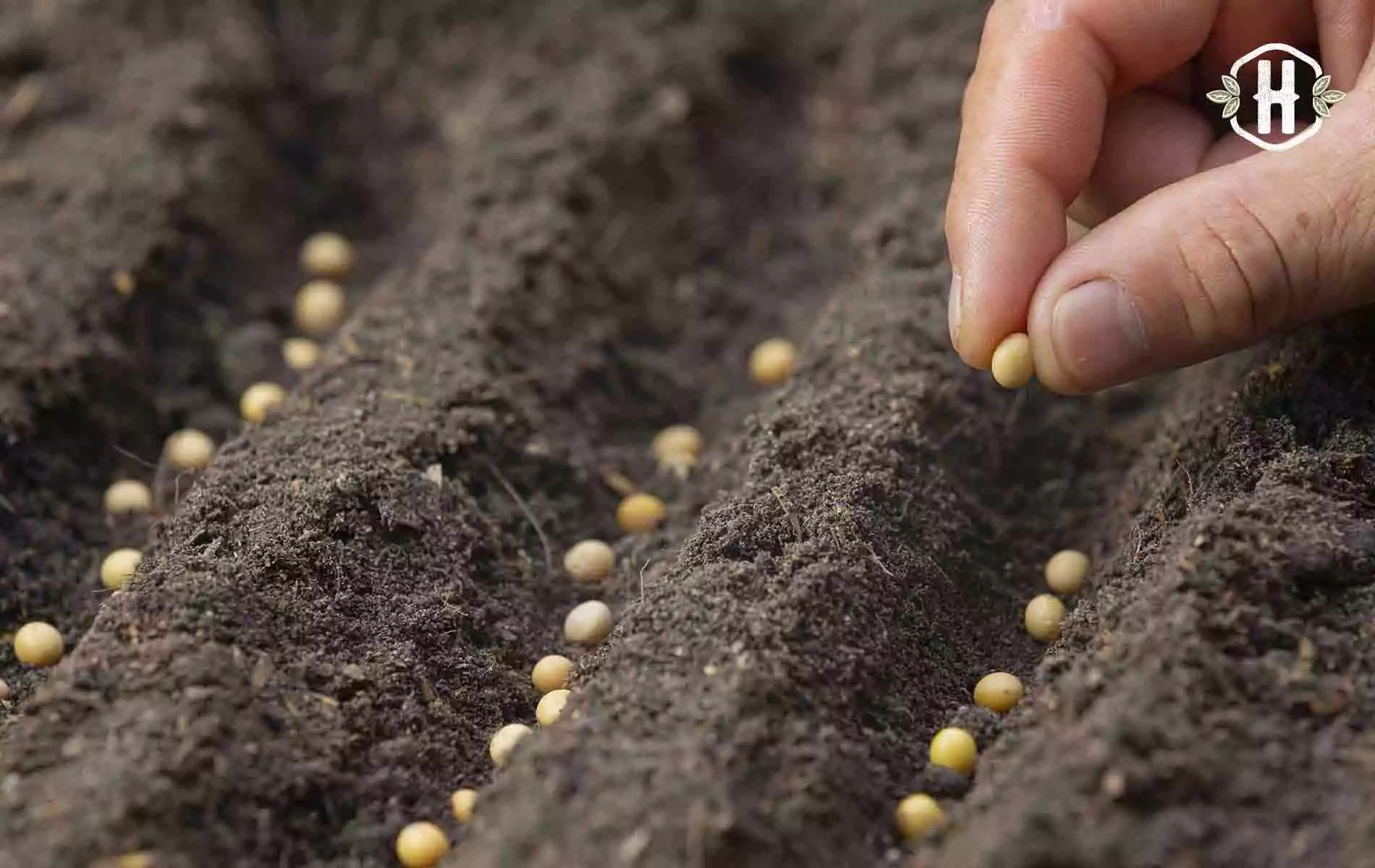 O que semear na horta e jardim em Fevereiro