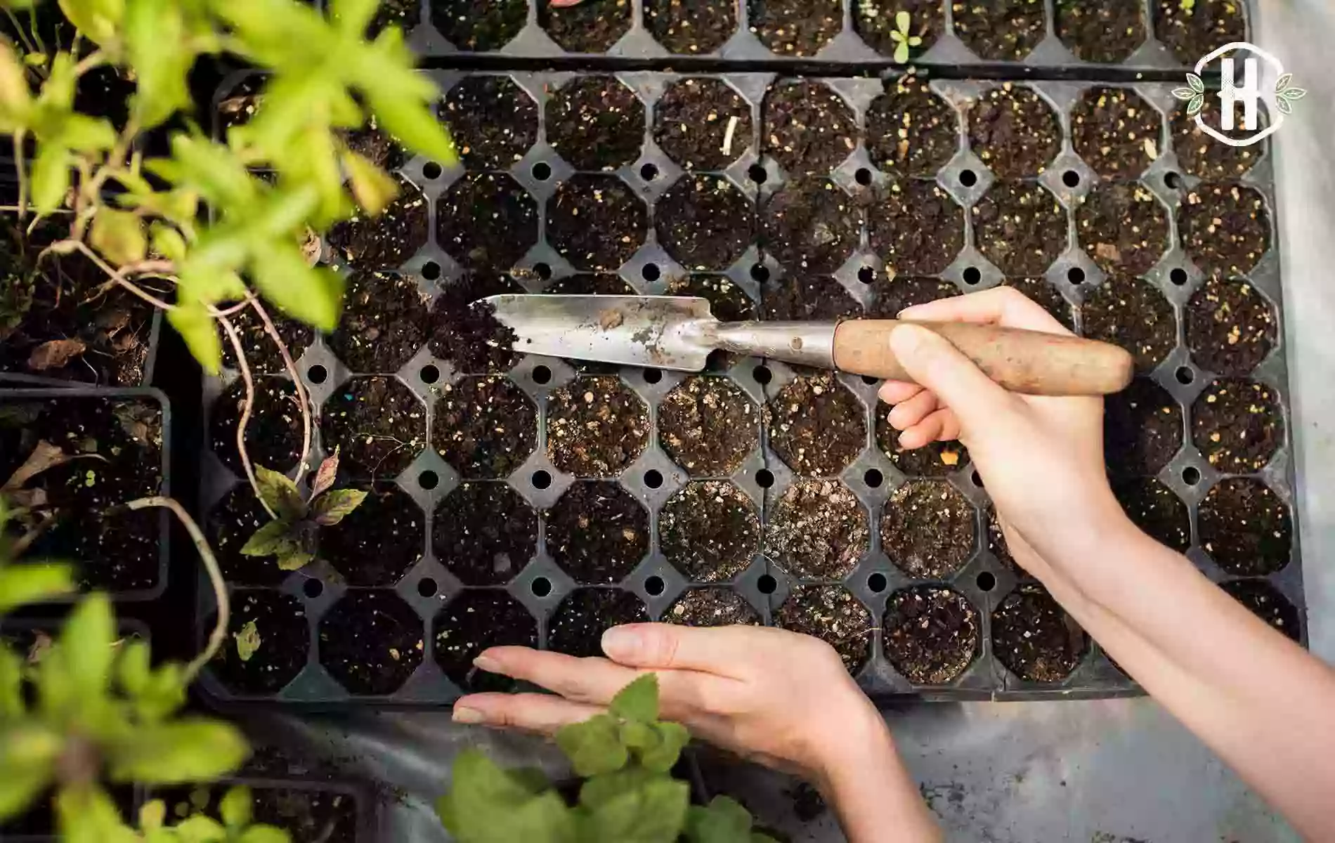 O que semear na horta e jardim em Janeiro