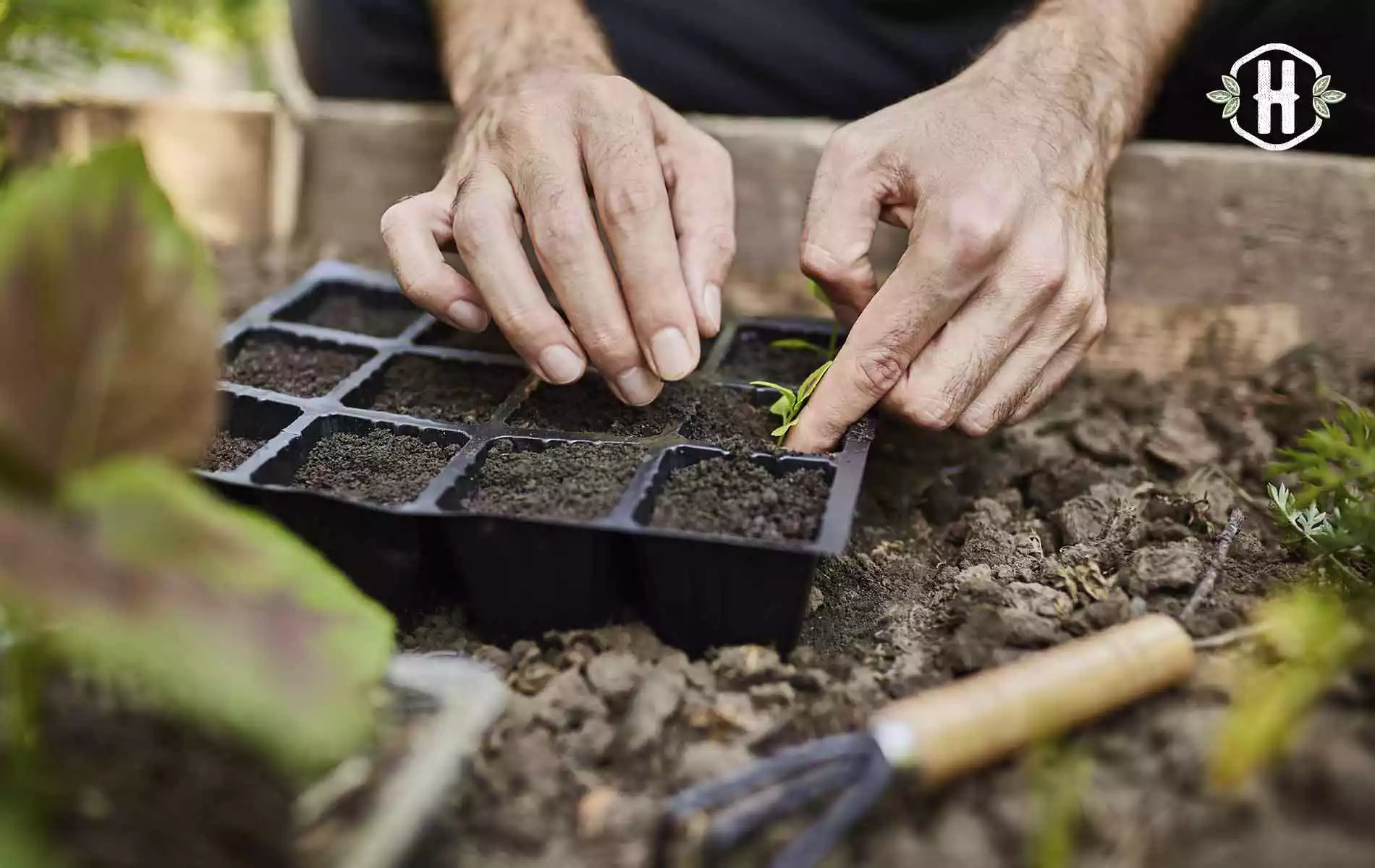 O que semear na horta e jardim em Março