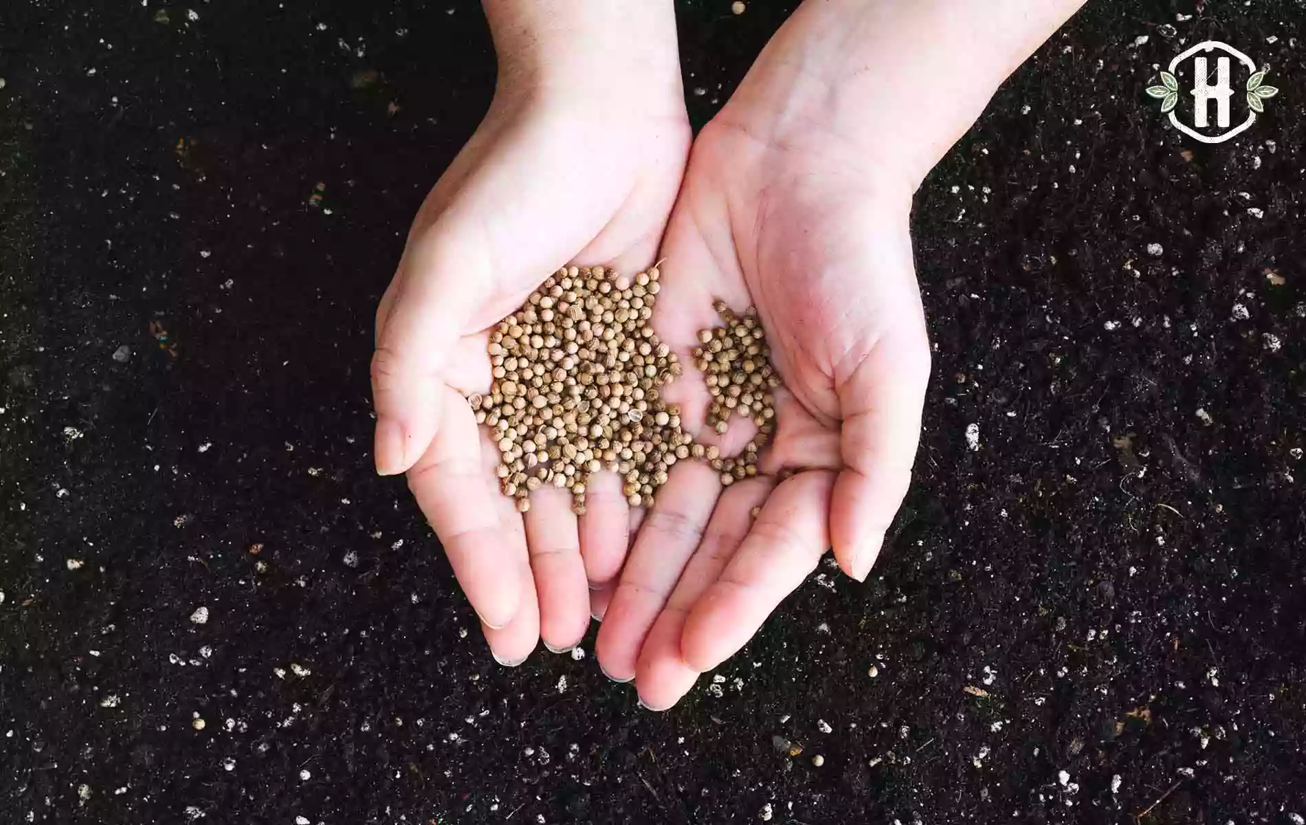 O que semear na horta e jardim em Setembro